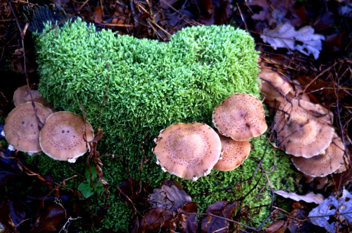 In het bos