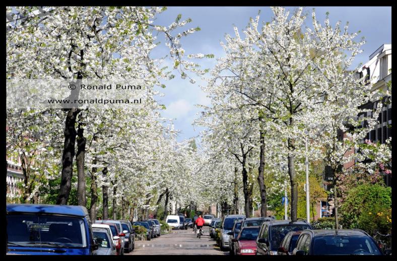 Voorjaarsbloesem Dominicanenstraat Nijmegen (C) Ronald Puma