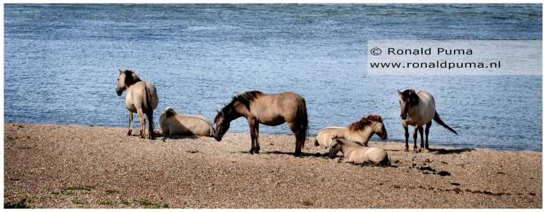 Konikpaarden Ooijpolder Nijmegen (C) Ronald Puma 01