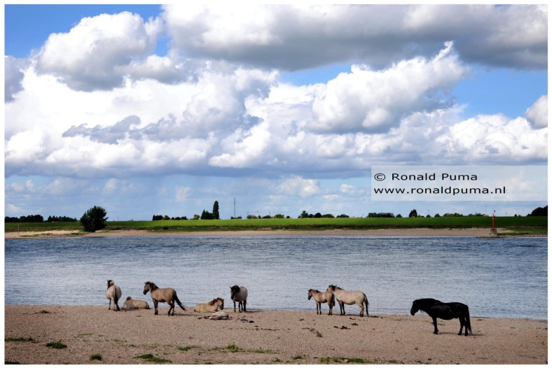 Konikpaarden Ooijpolder Nijmegen (C) Ronald Puma 02