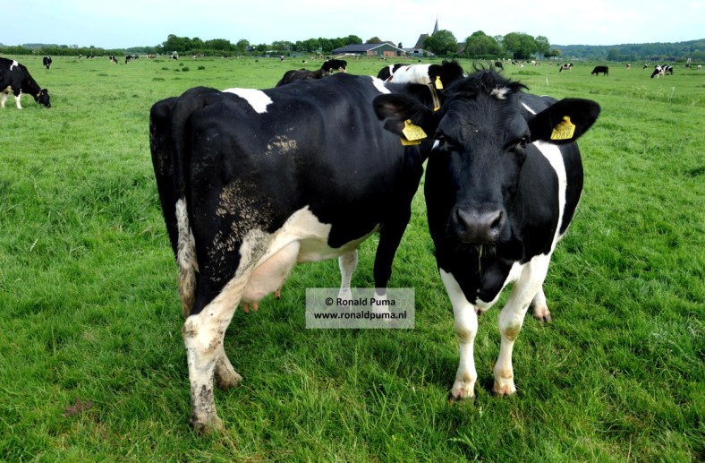 Koe in de wei 01 (C) Ronald Puma Koe in de wei 01 (C) Ronald Puma