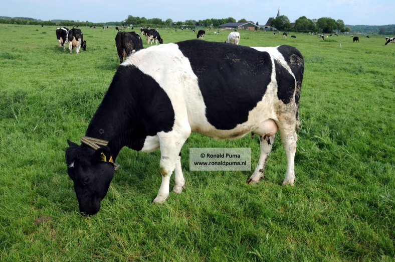 Koe in de wei 02 (C) Ronald Puma Koe in de wei 02 (C) Ronald Puma