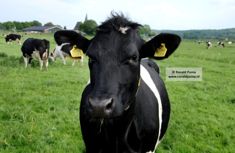 Koe in de wei 03 (C) Ronald Puma Koe in de wei 03 (C) Ronald Puma