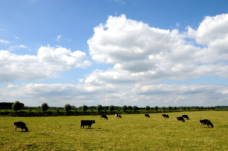 Koeien in de wei (C) Ronald Puma