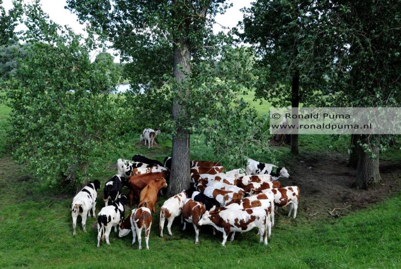 Koeien in de wei Ooijpolder Nijmegen (C) Ronald Puma Koeien in de wei Ooijpolder Nijmegen (C) Ronald Puma