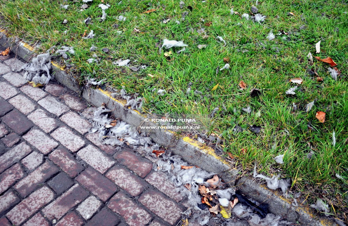 Electrabel (C) Ronald Puma 02