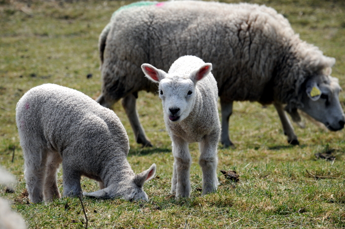 Lammetjes (C) Ronald Puma 047