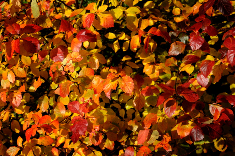 Herfst (C) Ronald Puma 015.750