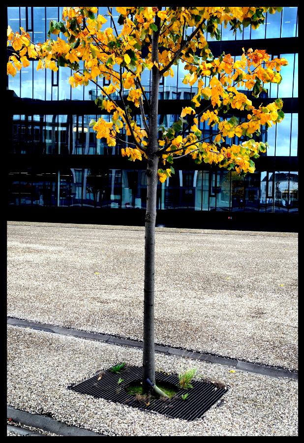 Tree (C) Ronald Puma