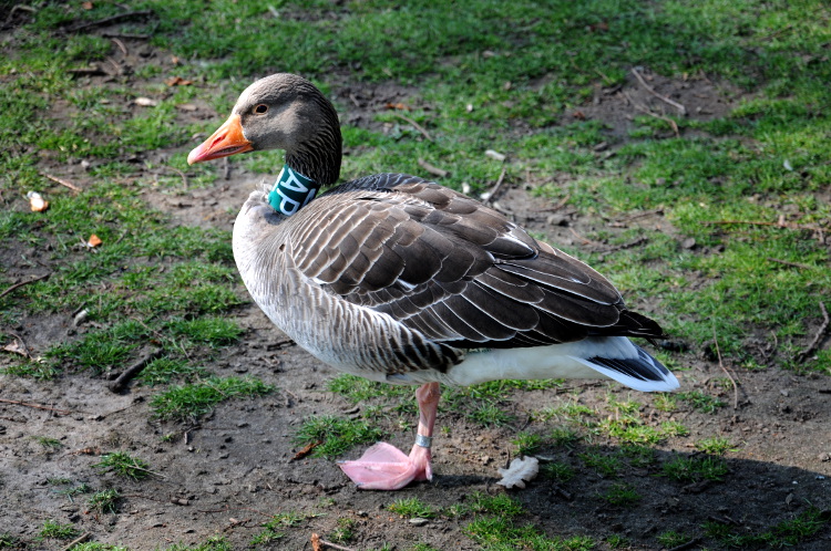 Street Photography (C) Ronald Puma 022.750