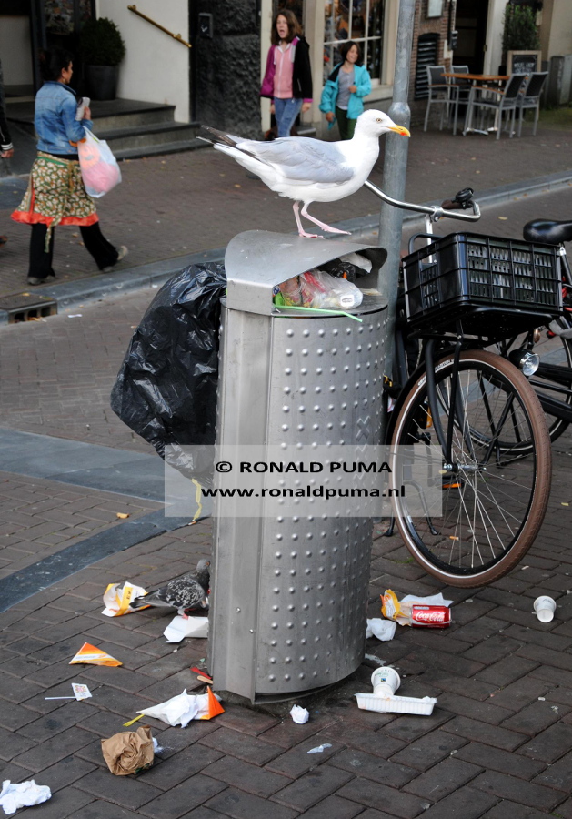 Meeuwen 03 (C) Ronald Puma