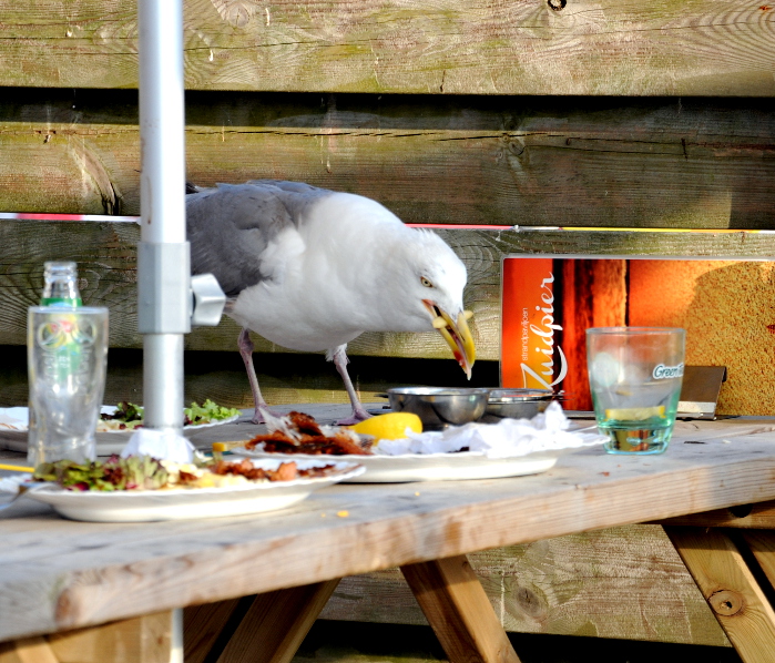 PIC_0034.700 IJmuiden (C) Ronald Puma