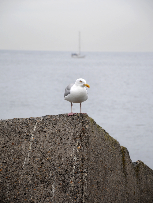 PIC_0276.750 IJmuiden (C) Ronald Puma