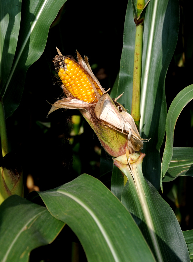 PIC_0013.750. (C) Ronald Puma