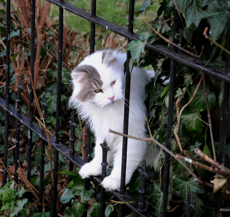 PIC_0067.750 (C) Ronald Puma