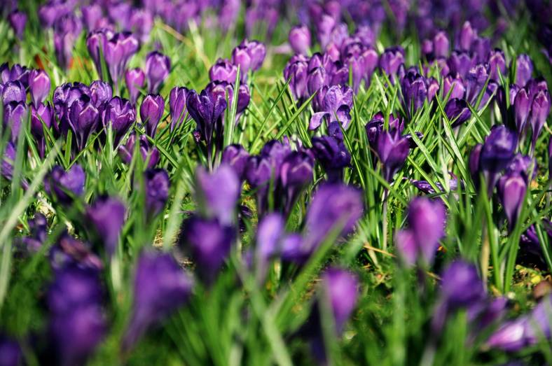 PIC_0008 (C) Ronald Puma