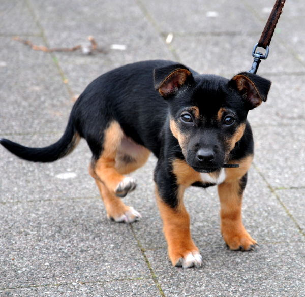 PIC_0030.600 (C) Ronald Puma