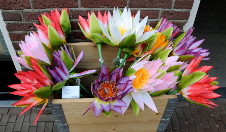 PIC_0010.750  (C) Ronald Puma