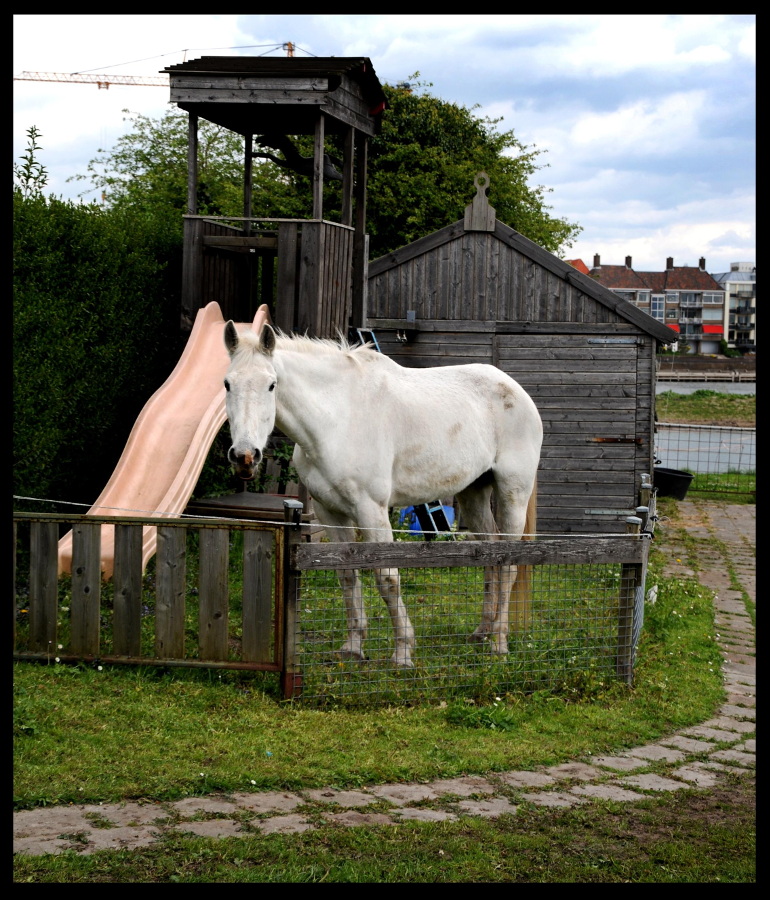 White Horse © Ronald Puma