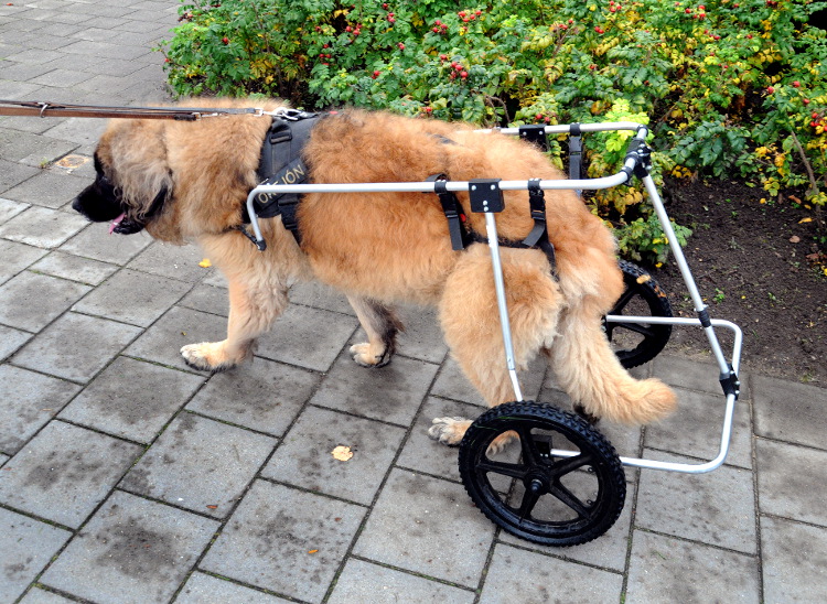 PIC_0018.750 (C) Ronald Puma