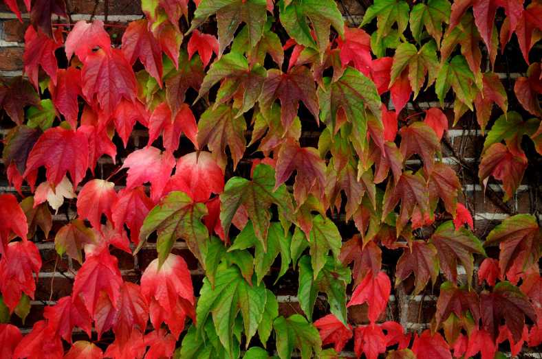 PIC_0103.2000 herfstkleuren (C) Ronald Puma
