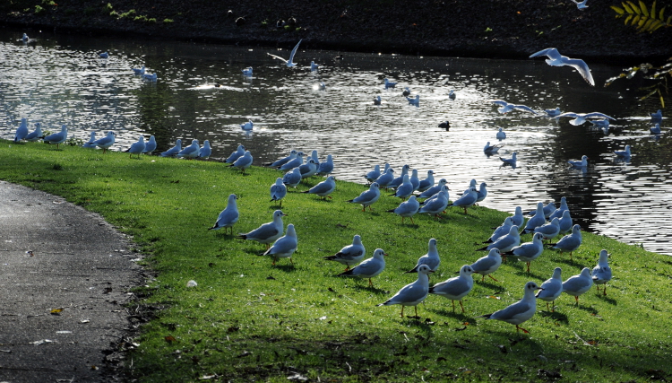 PIC_0009.750 (C) Ronald Puma Photo