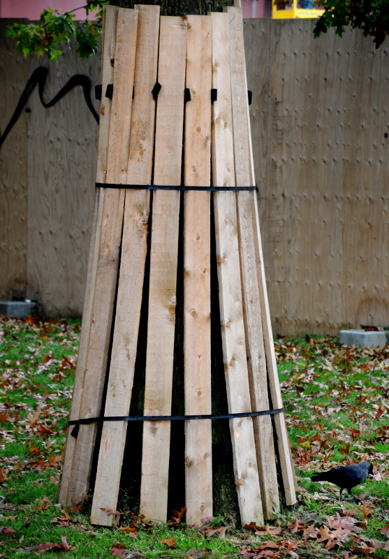 PIC_0011.800  (C) Ronald Puma Photo