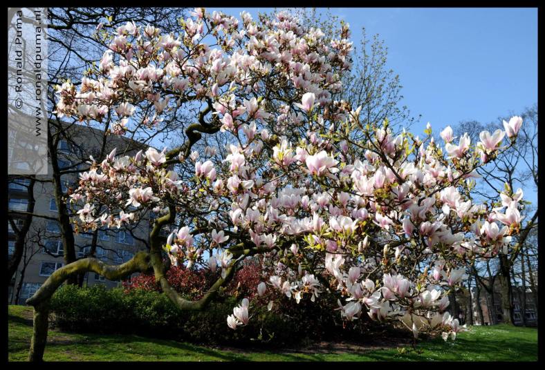 Magnolia blossom (C) Ronald Puma