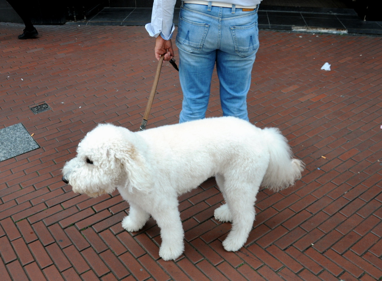 PIC_0123.750 (C) Ronald Puma