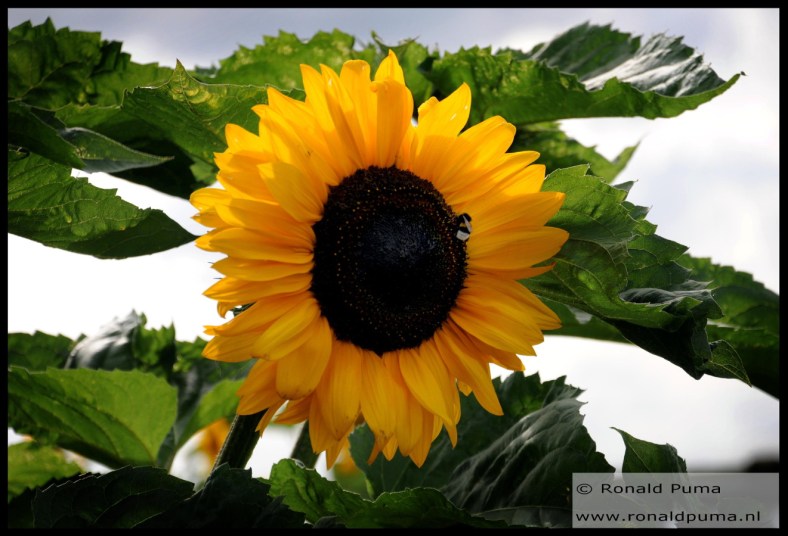 Zonnebloem Sunflower (C) Ronald Puma