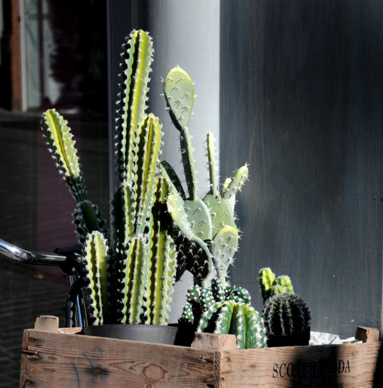 pic_0054-750-c-ronald-puma