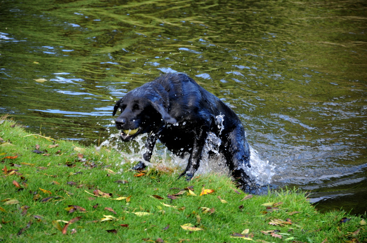 pic_0065-750-c-ronald-puma