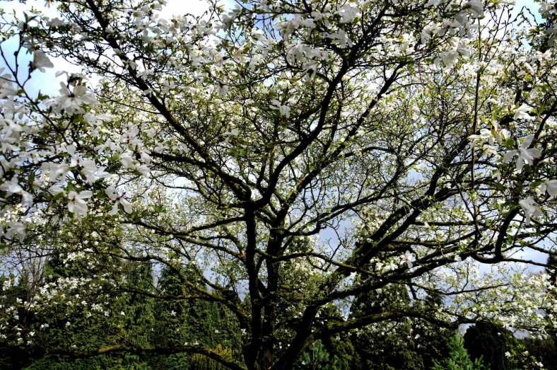 PIC_0038.B. 900.(C) Ronald Puma