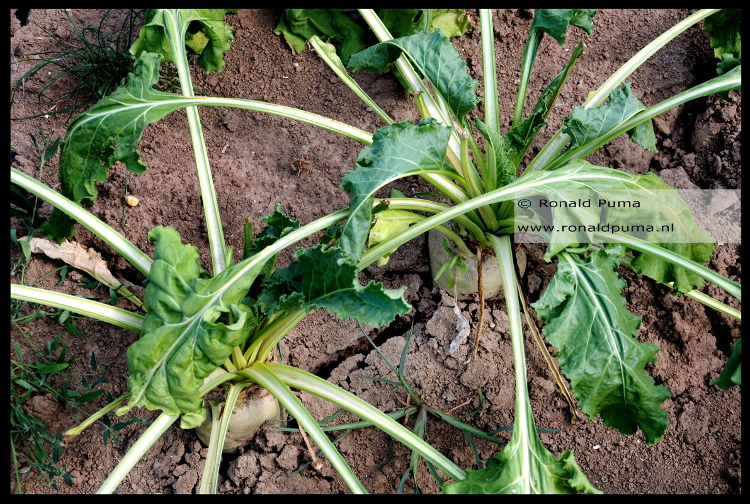 Droogte juli 2018 (C) Ronald Puma. 700