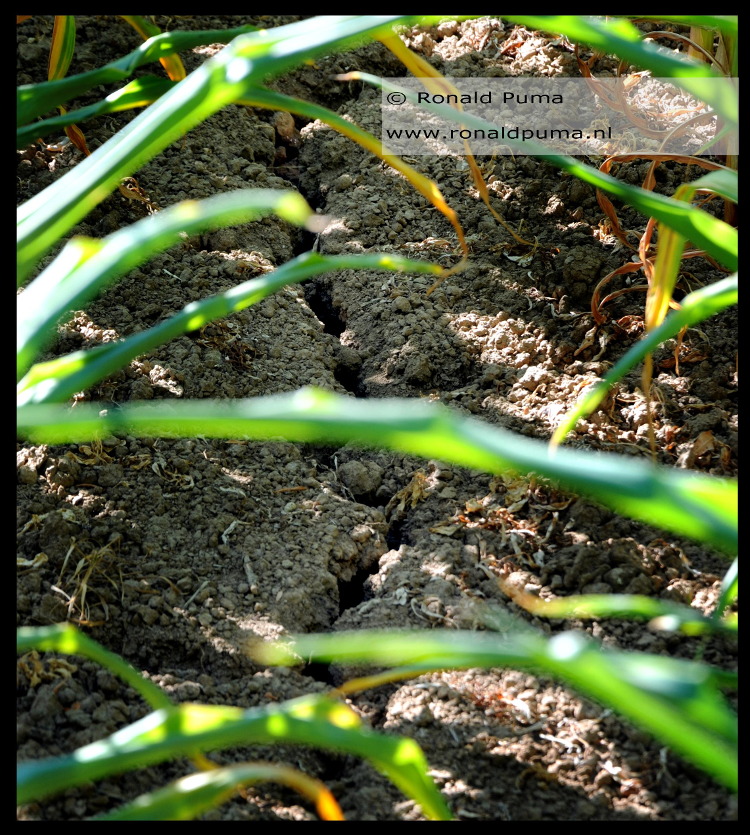 Droogte juli 2018 (C) RonaldPuma 02