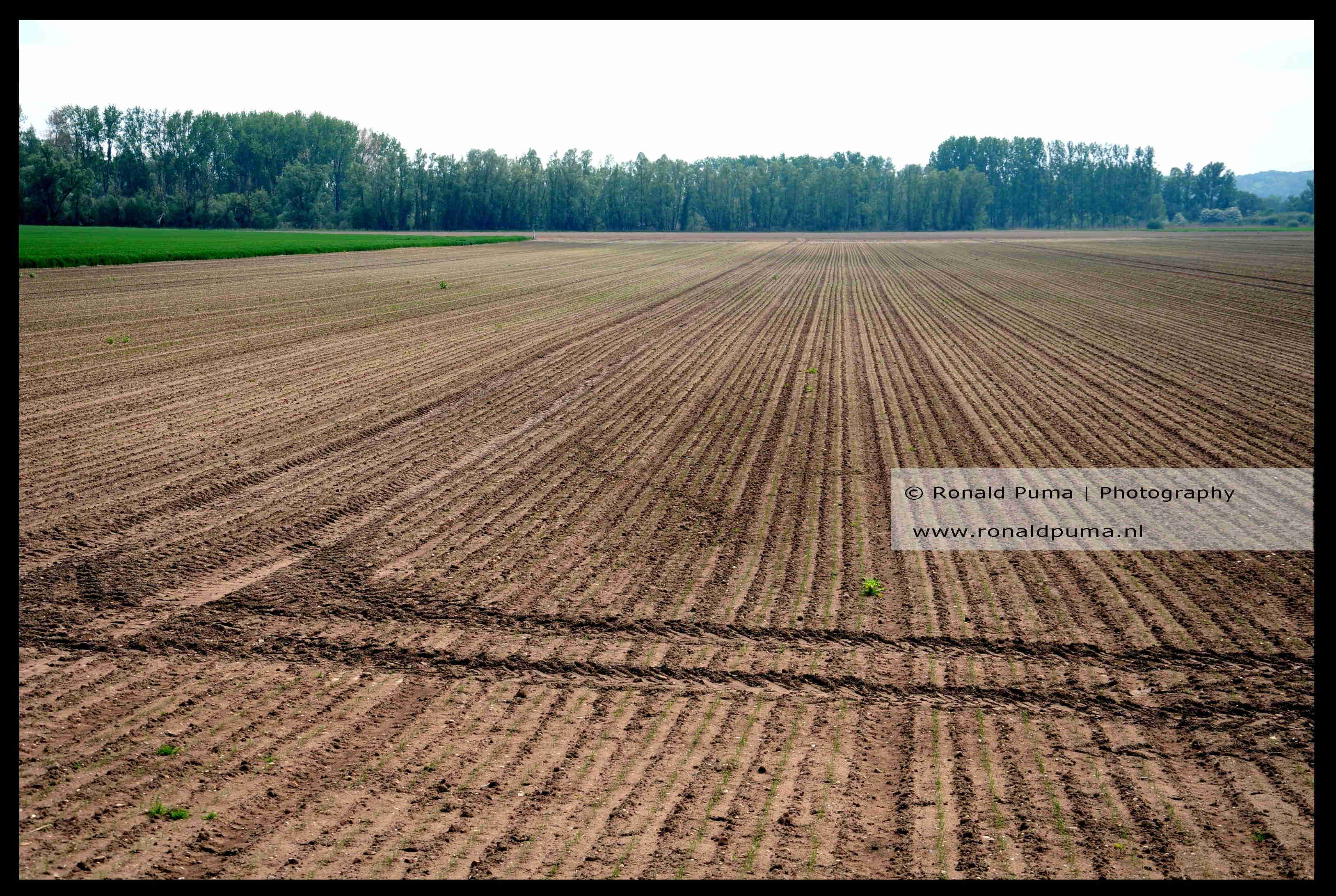 Droge akker in de Ooijpolder (C) Ronald Puma